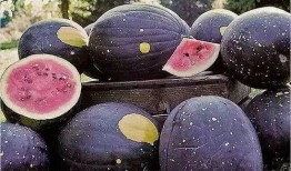 吃瓜爆料黑料蘑菇视频下载安装,蘑菇视频下载安装全攻略